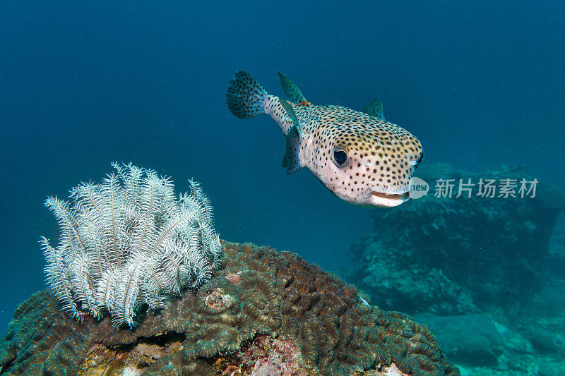 可爱的豪猪鱼(Diodon hystox)在脆海星附近的河豚